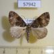 57942p Geometridae Xylopteryx turlini Uganda $6