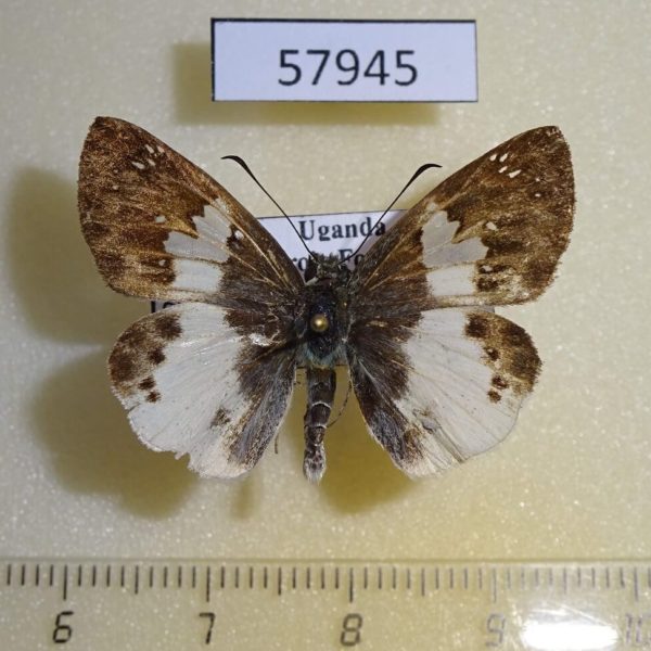 Hesperiidae Eagris lucetia Uganda