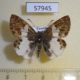 57945p Hesperidae Eagris lucetia Uganda $10