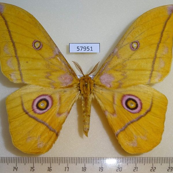 Saturniidae Gonimbrasia petiveri Uganda