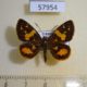 57954p Hesperidae Pardaleodes sator Uganda $9