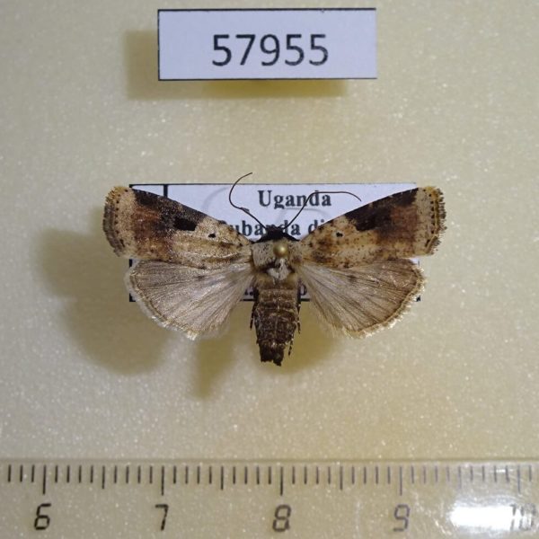 Noctuidae Hermonassoides sp. trimaculata Uganda