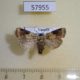 57955p Noctuidae Hermonassoides sp. trimaculata Uganda $6