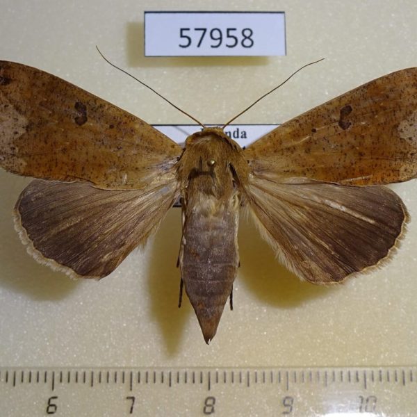 Noctuidae Ophiusa pseudotirhaca f Uganda