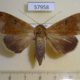 57958p Noctuidae Ophiusa pseudotirhaca Uganda $12