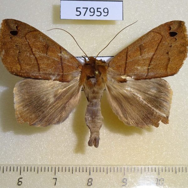 Noctuidae Stenopis sp. Uganda