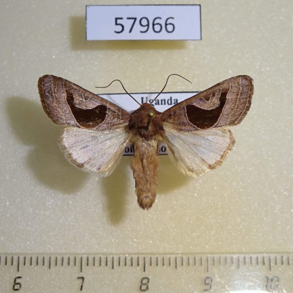 Noctuidae Conservula alambica Uganda