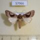 57966p Noctuidae Conservula alambica Uganda $10