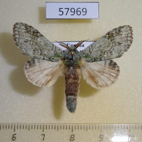 Notodontiidae Desmeocraera interpellatrix Uganda