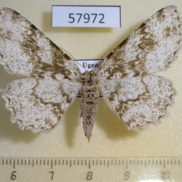Geometridae Colocleora sciabola Uganda