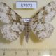 57972p Geometridae Colocleora sciabola Uganda $8