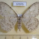 57975p Geometridae Colocleora expansa f Uganda $8