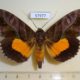 57977p Noctuidae Eudocima divitiosa Uganda $20
