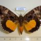 57978p Noctuidae Eudocima divitiosa f Uganda $20