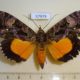 57979p Noctuidae Eudocima divitiosa f Uganda $20
