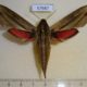 57987p Sphingidae Hippotion eson f Uganda $17