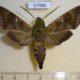 57988p Sphingidae Nephele comma Uganda $12