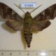 57989p Sphingidae Nephele comma Uganda $12