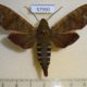 57990p Sphingidae Nephele funebris Uganda $12