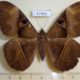 57992p Noctuidae Cyligramma limacina f Uganda $12