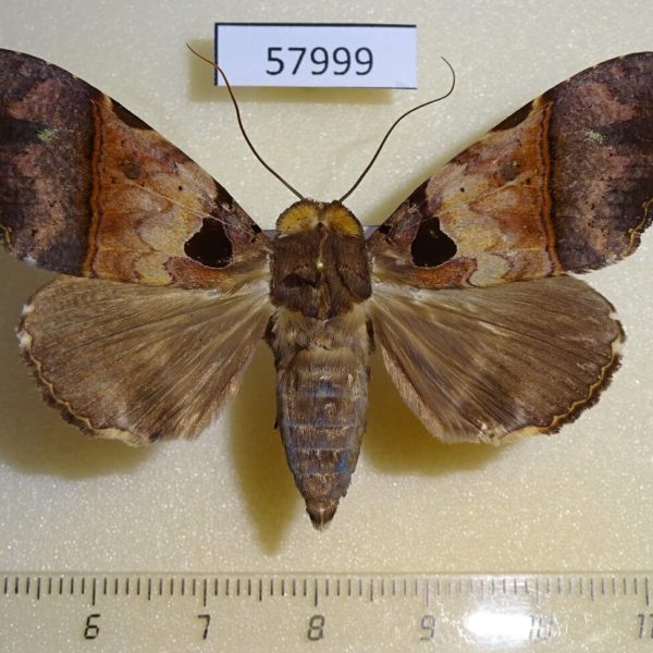 Noctuidae Serrodes trispila f Uganda