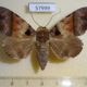 57999p Noctuidae Serrodes trispila Uganda $10
