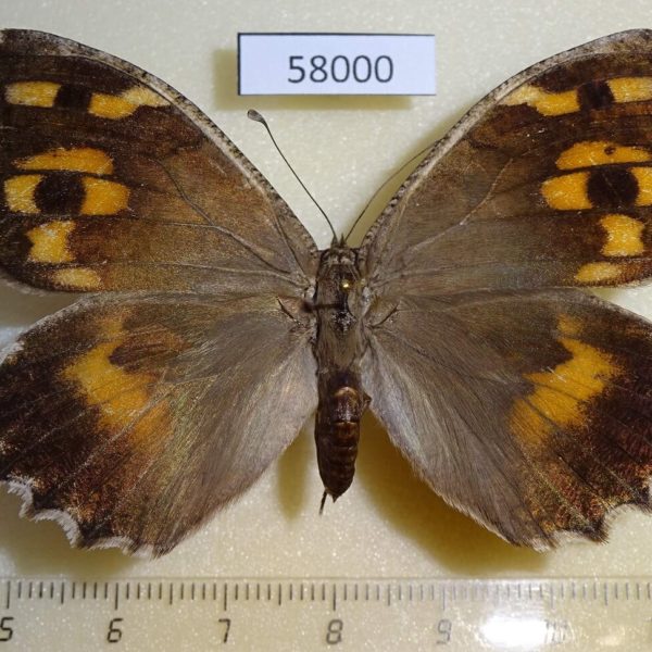 Satyridae Chazara enervata form analoga f Kazakhstan