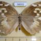 58002p Satyridae Chazara enervata f Kazakhstan $7