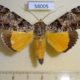 58005p Noctuidae Ulotrichopus pseudomarmoratus Uganda $25