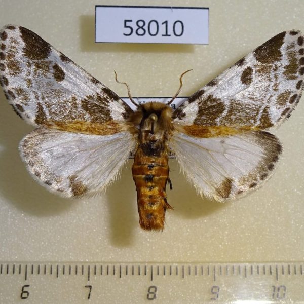 Noctuidae Sciatta inconcisa f Uganda