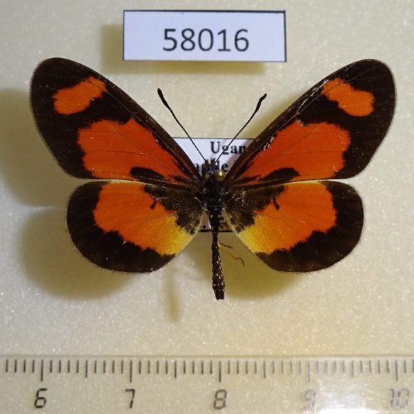 Nymphalidae Acraea alicia Uganda