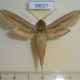 58027p Shingidae Hippotion balsaminae Uganda $15