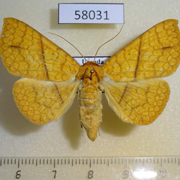 Noctuidae Xanthodesma aurata f Uganda