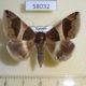 58032p Noctuidae Dysgonia torrida Uganda $9