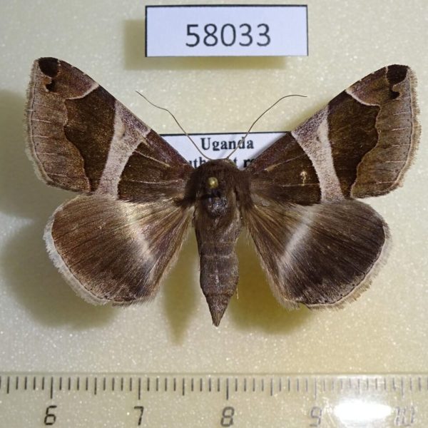 Noctuidae Dysgonia torrida f Uganda