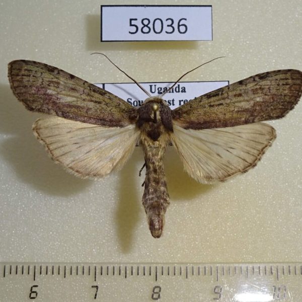 Notodontiidae sp. Uganda