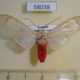 58038p Arctiidae Amerila vitrea Uganda $15