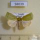58039p Noctuidae Lophocrama phoenicochlora Uganda $8