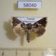 58040p Noctuidae Ctenoplusia mapongua Uganda $8