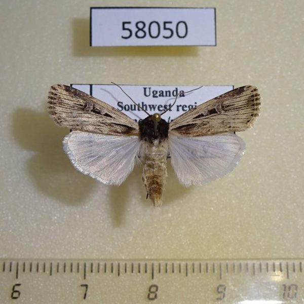 Noctuidae Ochropleura sp. Uganda