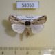 58050p Noctuidae Ochropleura sp. Uganda $7