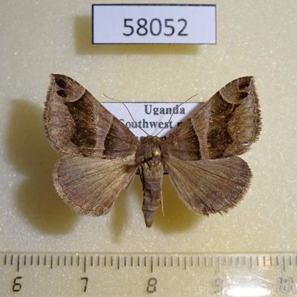 Noctuidae Dysgonia arcifera Uganda