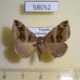 58052p Noctuidae Dysgonia arcifera Uganda $9