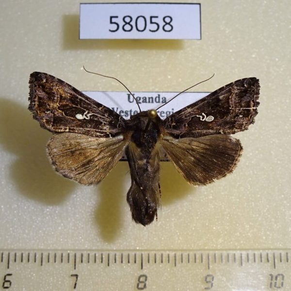 Noctuidae Ctenoplusia polycampta Uganda
