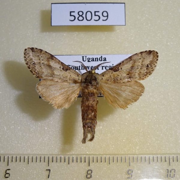 Notodontiidae Eurystauridia triangularis Uganda