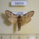 58059p Notodontiidae sp. Uganda $6