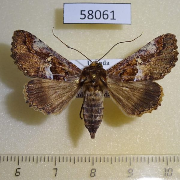 Noctuidae Pseudotolna leucomelas f Uganda