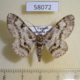 58072p Geometridae Cleora nigrisparsalis Uganda $6