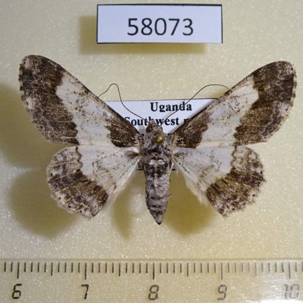 Geometridae Cleora nigrisparsalis f Uganda