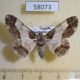 58073p Geometridae Cleora nigrisparsalis f Uganda $8
